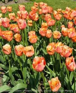 Tulips One of Your Pinterest Boards Could be About Tulips