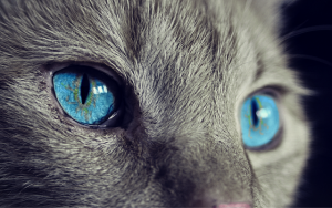 You Need to Know Which Social Media Platform Fits Your Cat Best